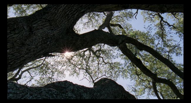 Tree of Life