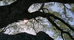 Tree of Life