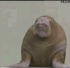 MadMole