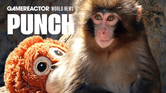 Kuka on Punch the Monkey? Nuori makakki, josta on tullut melkein Donald Trumpia tunnetumpi