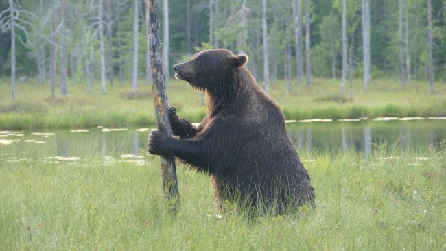 Suomessa on kirjastoja, joihin ei saa mennä kengät jalassa