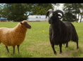 Sheep Detectives -sarja tulee Prime Videoon jo huomenna