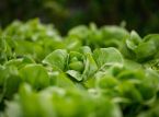 Ensimm&auml;iset kuolemantapaukset vahvistettu Yhdysvaltojen suurimmassa syklosporiaasi-epidemiassa