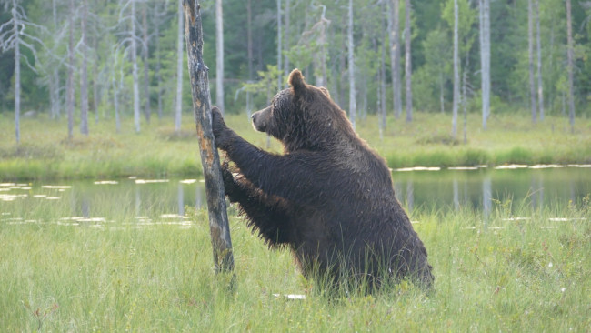 EU:n ympäristöpäällikkö sanoo, että rajojen metsittäminen voisi auttaa estämään maahantunkeutumiset: "Meidän on investoitava luontoon"