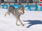 Paikallinen kiltti poika Nazgul sy&ouml;ksyy hiihtokilpailuun olympialaisissa: h&auml;n on "itsep&auml;inen, mutta hyvin suloinen"