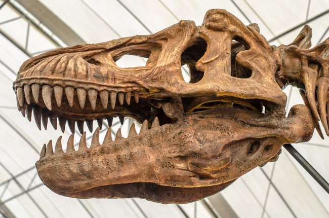T-Rex-fossiilin odotetaan myyvän huutokaupassa miljoonilla, mutta tutkijat eivät ole tyytyväisiä