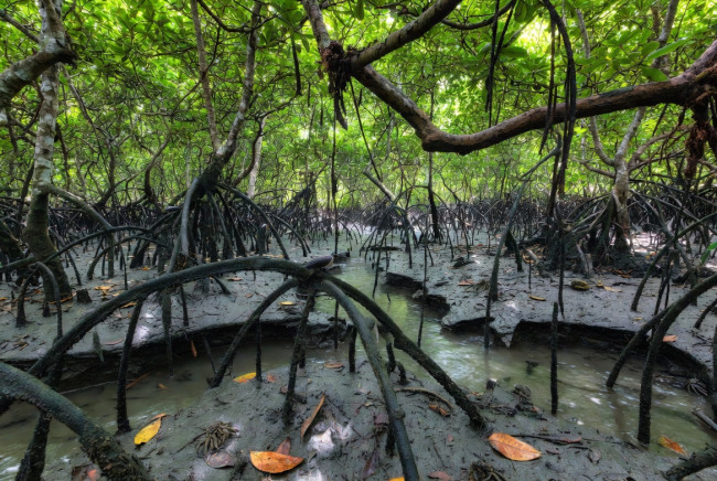 Mangrovemetsät elpyvät maailmanlaajuisesti ja sitovat valtavia määriä hiilidioksidia.