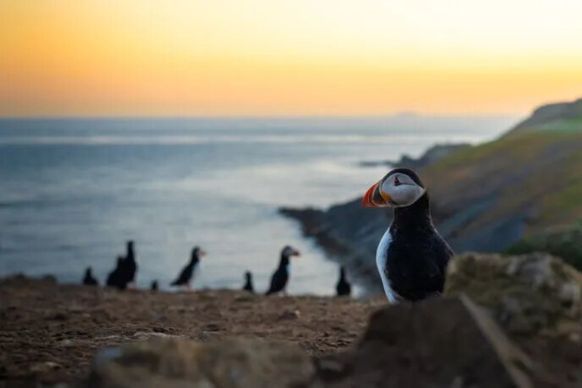Kyhmyjoutsenkanta on ennätyksellisen suuri jo toista vuotta ikonisella Skomer Islandilla