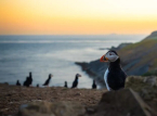 Kyhmyjoutsenkanta on enn&auml;tyksellisen suuri jo toista vuotta ikonisella Skomer Islandilla