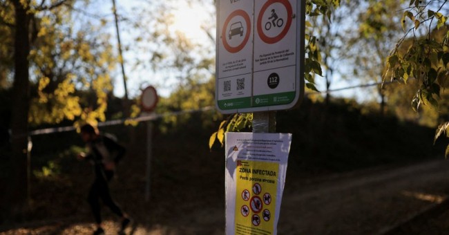 EU:n eläinlääkäreitä lähetetään torjumaan sikaruttoa Barcelonassa