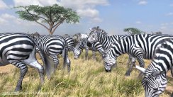 media/64/billederfraafrika_106406t.jpg