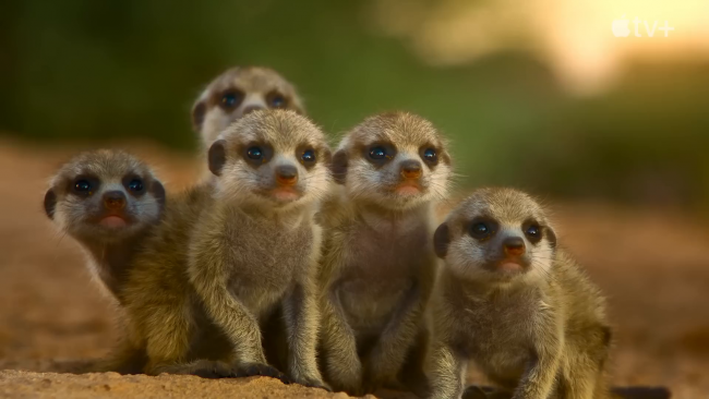 The Secret Lives of Animals