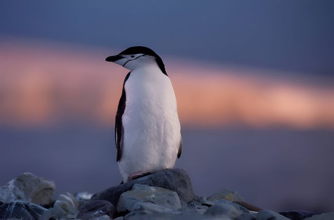 Pingviinin rakkauselämä: Erot, draamat ja uudet mahdollisuudet