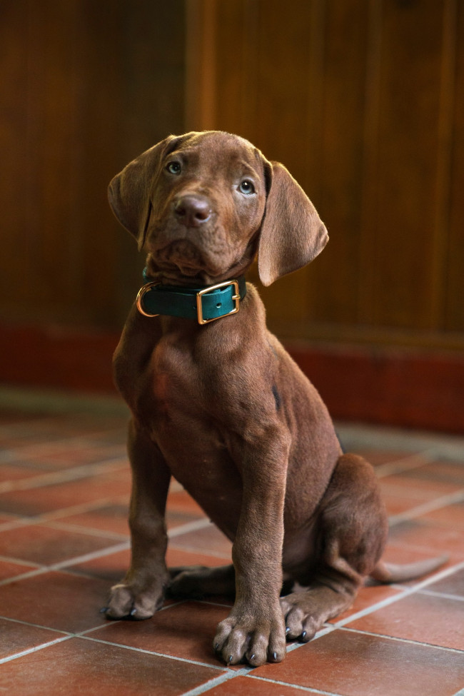 Scooby-Doo on oikea koira Netflixin live-action-esiosa-sarjassa Scooby-Doo: Origins