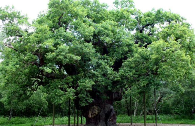Robin Hoodin legendaarinen Major Oak -tamme on kuollut yli 1 000 vuoden jälkeen